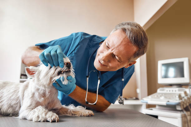 Best Weekend Emergency Dental Services in South Monroe, MI